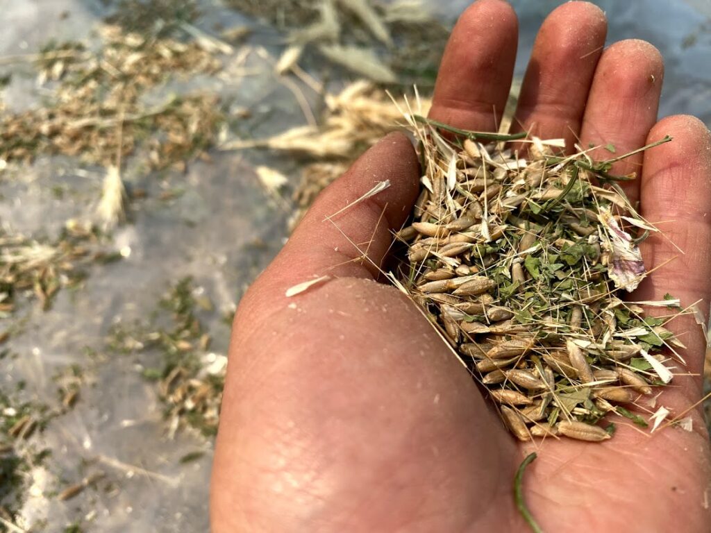A closeup on a handful of rye seed ready to be cleaned.