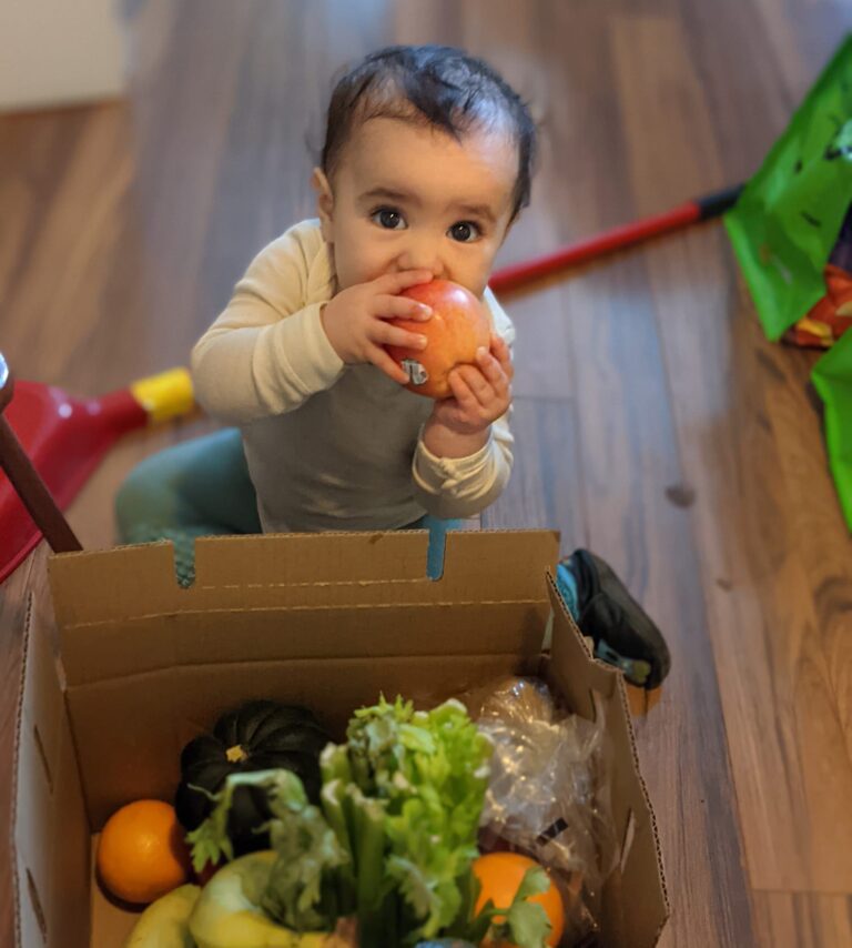 Infant sucking on an apple from the food box